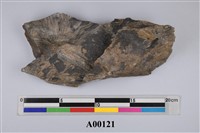 藏品(植物化石)的圖片